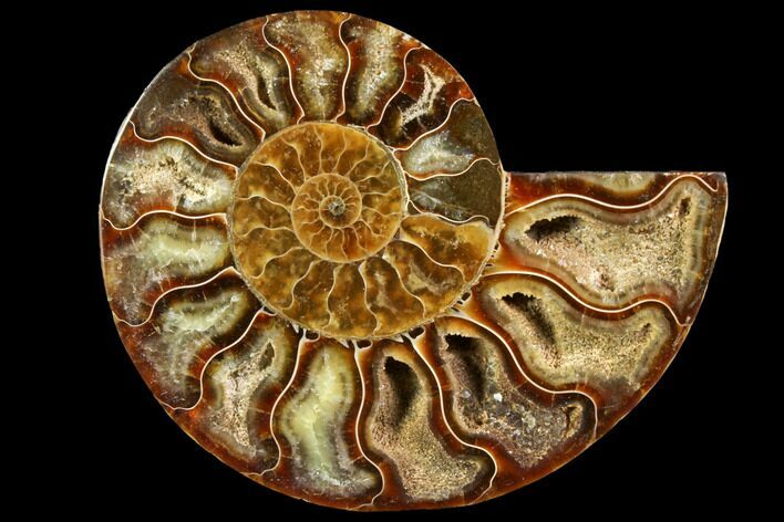 Agatized Ammonite Fossil (Half) - Crystal Chambers #116795